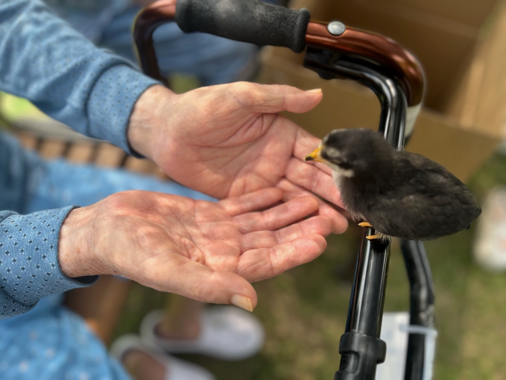노블레스 삐약이