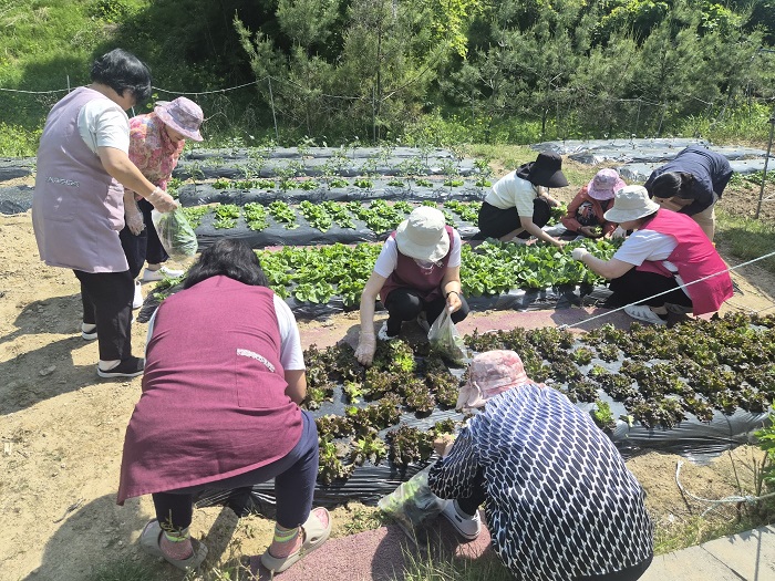 텃밭가꾸기-상추수확